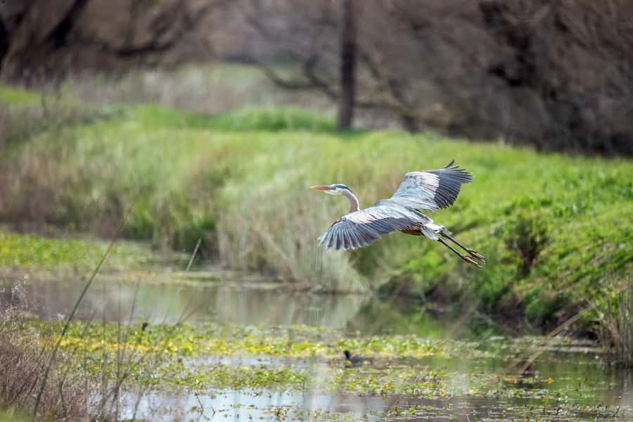 Everglades National Park: Mangrove Tunnel Kayak Eco-Tour - Wildlife You Can Spot: Birds, Alligators, and the In-Between Life