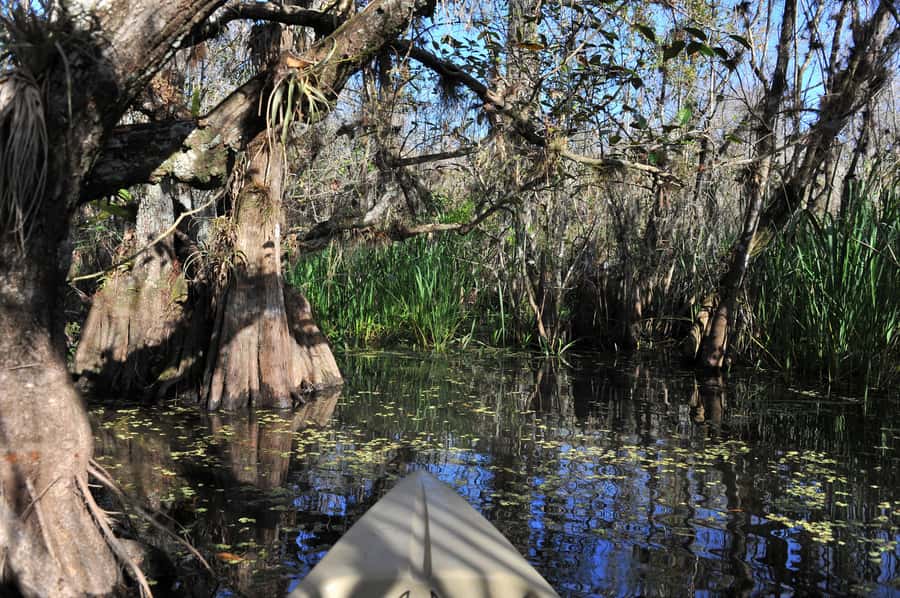 Everglades National Park: Mangrove Tunnel Kayak Eco-Tour - What to Bring: Sun, Water, and Bug Reality