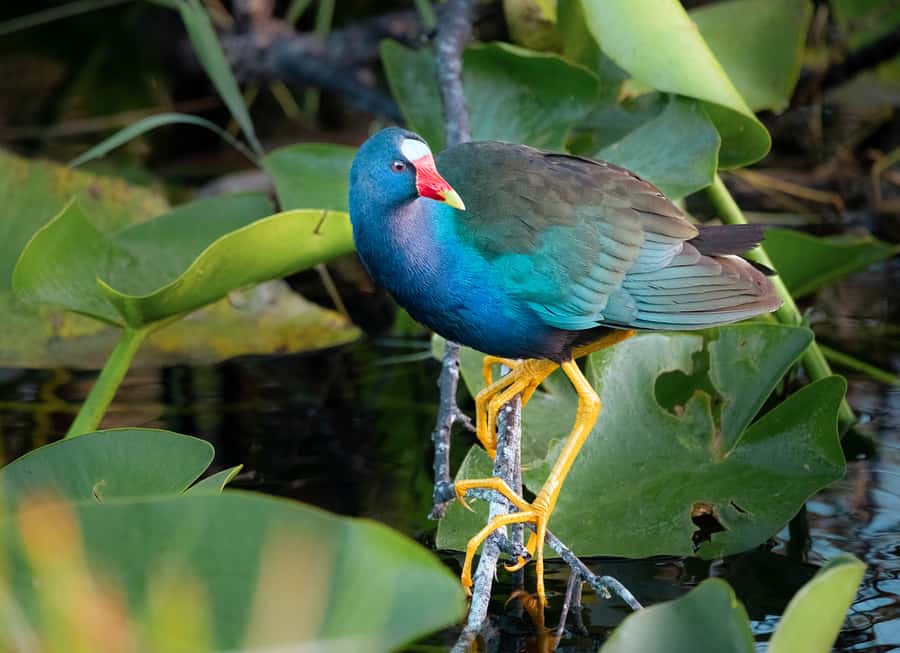 Everglades National Park: Mangrove Tunnel Kayak Eco-Tour - Should You Book This Tour?