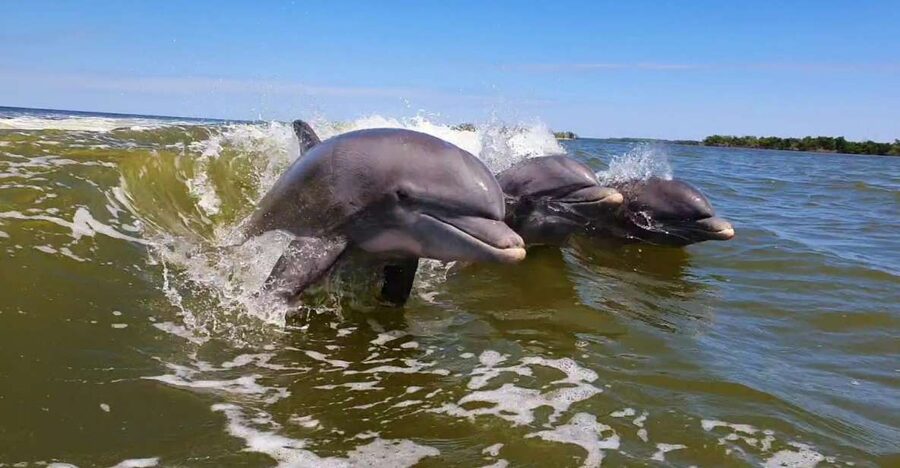 Everglades National Park: Motorboat Eco Tour - Key highlights to know before you go
