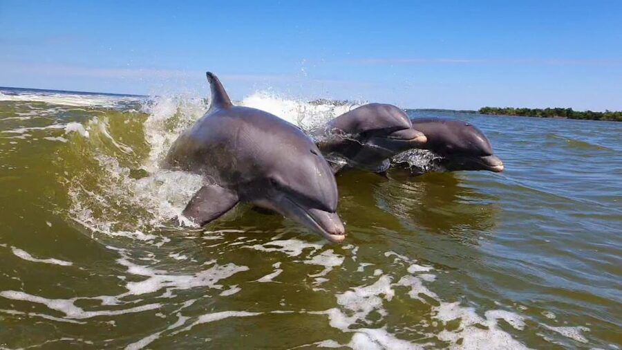 Everglades National Park: Motorboat Eco Tour - What to pack: hats, sunglasses, and not overthinking it
