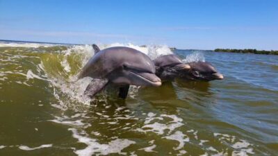 Everglades National Park: Motorboat Eco Tour - The live guide experience, and why small groups matter here