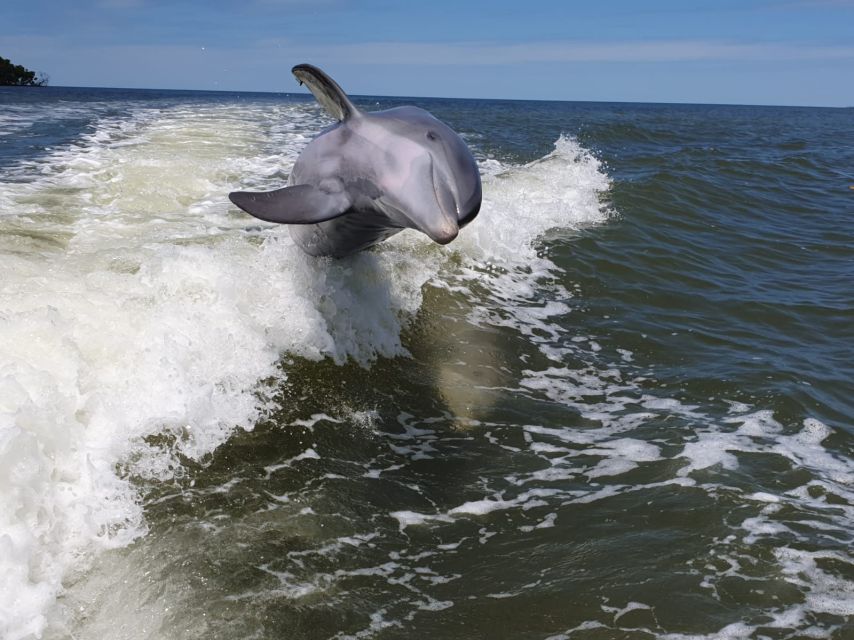 Everglades National Park: Motorboat Eco Tour - Wildlife lineup: dolphins, sea turtles, manatees, and more