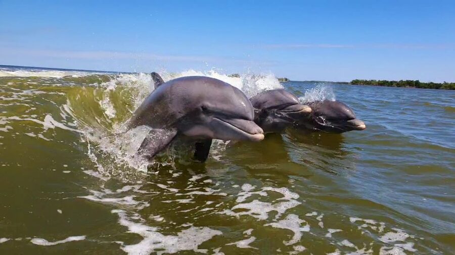 Everglades National Park: Motorboat Eco Tour - The live guide experience, and why small groups matter here
