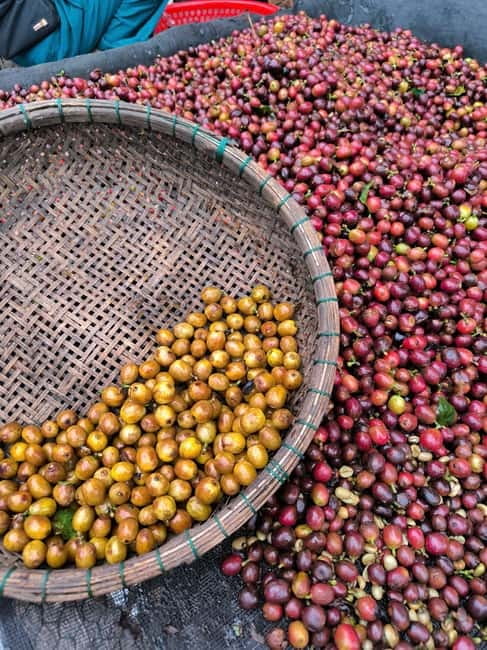 Experience specialty coffee with sustainable coffee farmers - Hands-on roasting: why this part sticks