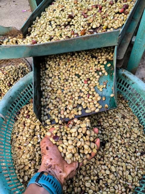 Experience specialty coffee with sustainable coffee farmers - Light, Medium, Dark: tasting without the mystery