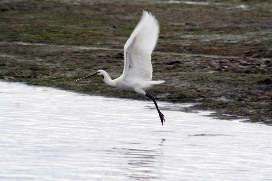 Faro: Eco-Friendly Ria Formosa Bird Watching in Solar Boat - Key things I’d plan around