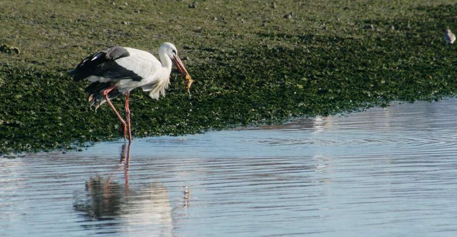 Faro: Eco-Friendly Ria Formosa Bird Watching in Solar Boat - Solar Boat Birding in Faro: Why Ria Formosa Changes Hour to Hour