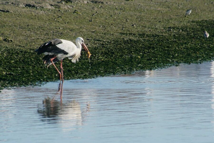 Faro: Eco-Friendly Ria Formosa Bird Watching in Solar Boat - Parque Natural da Ria Formosa: Canals, Nests, and the Wetland Logic