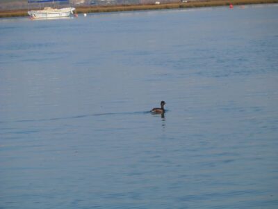 Faro: Eco-Friendly Ria Formosa Bird Watching in Solar Boat - Rua da Porta Nova Meeting Point: A Smooth Start in Faro