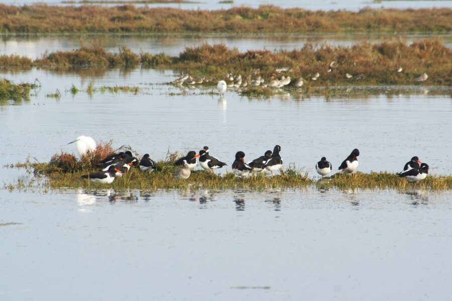 Faro: Eco-Friendly Ria Formosa Bird Watching in Solar Boat - Why the Boat Feels Different: Quiet, Shaded, and Wildlife-Friendly