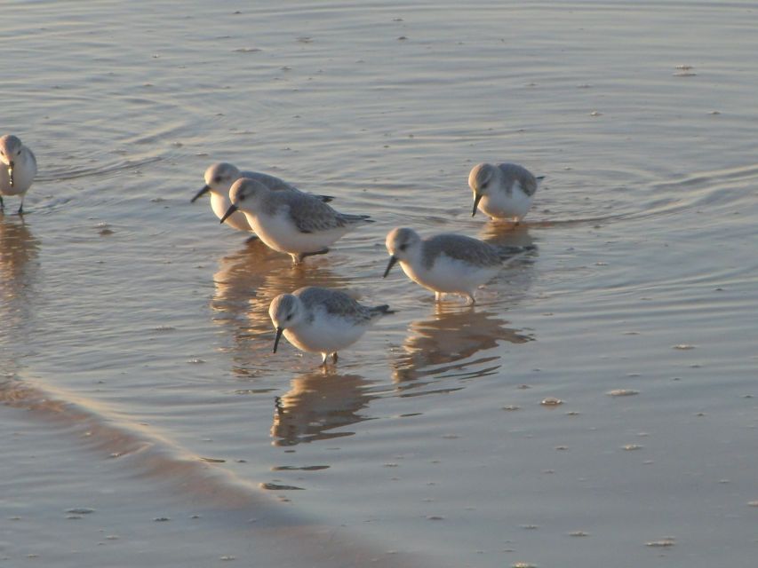Faro: Eco-Friendly Ria Formosa Bird Watching in Solar Boat - Tides, Timing, and What to Bring (So You Can Enjoy It Fully)