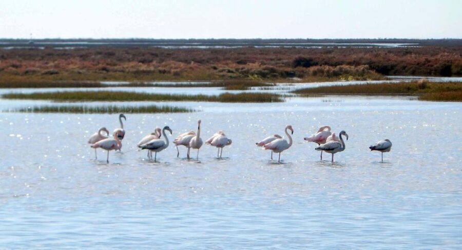Faro: Eco-Friendly Ria Formosa Bird Watching in Solar Boat - Price and Value: Why $47 Can Make Sense Here