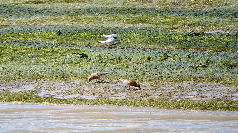 Faro: Ria Formosa Boat Tour by Eco-Friendly Solar Boat - Live guide commentary: how André, Luis, Manuel, and Chico change the value