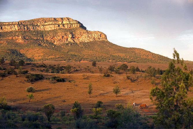 Flinders Ranges 3-Day Small Group 4WD Eco Tour from Adelaide - Wildlife, fossils, and Aboriginal stories: what your guide actually does