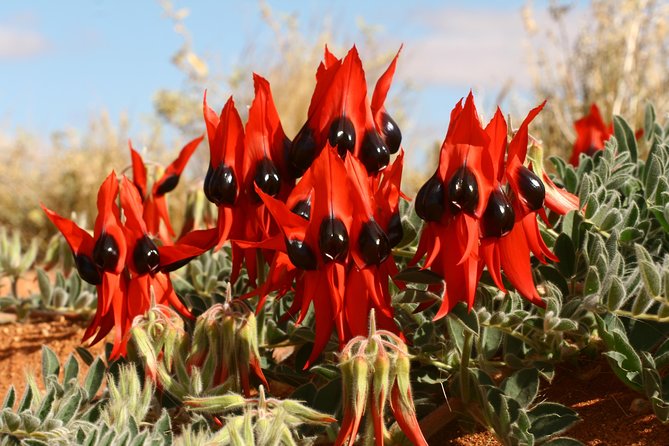Flinders Ranges 5-Day Small Group 4WD Eco Tour from Adelaide - Day 4: Brachina Gorge Geological Trail and the Iga Warta Aboriginal community