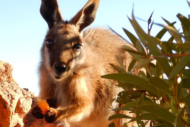 Flinders Ranges 5-Day Small Group 4WD Eco Tour from Adelaide - Practical tips before you go (so day 3 doesn’t catch you off guard)