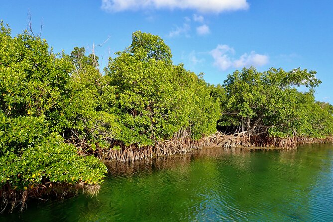 Florida Keys Backcountry Eco Tour from Big Pine Key - Key Highlights