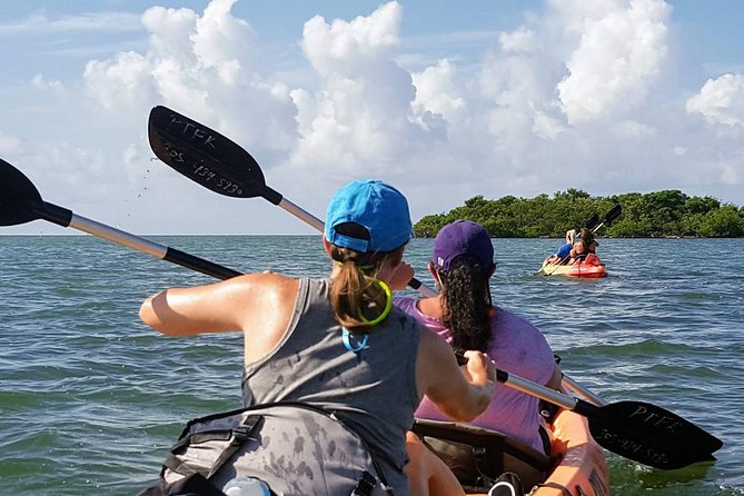 Florida Keys Eco Tour: Snorkel, Kayak, Lunch + Transportation! - What You Can Actually See in the Mangroves (And How to Look)