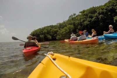 Florida Keys Eco Tour: Snorkel, Kayak, Lunch + Transportation! - Mangrove Paddle in a Secret Spot: Choosing SUP or Kayak on Arrival