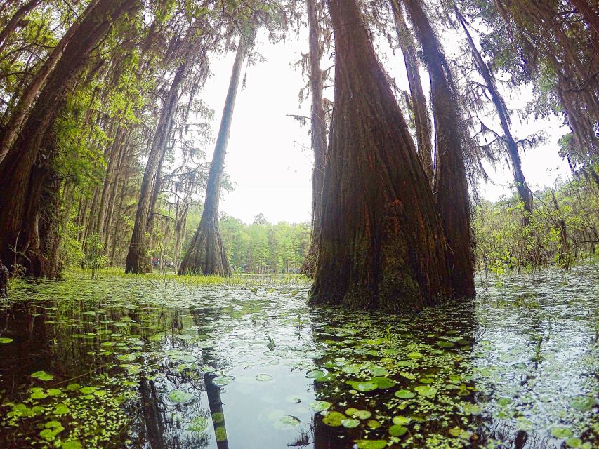 Florida Keys: Key West Kayak Eco Tour with Nature Guide - Who should book this Key West kayak eco tour