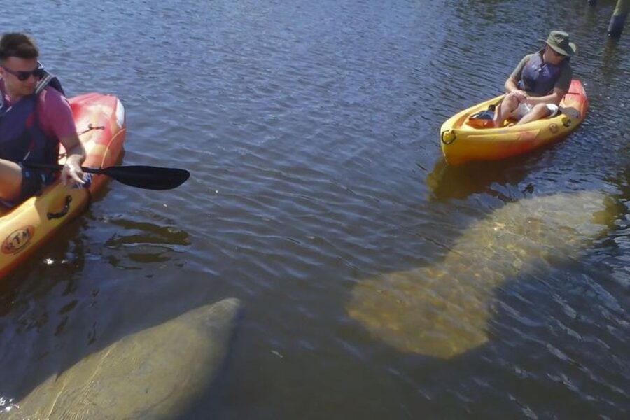 Fort Myers: Guided Kayaking Eco Tour in Pelican Bay - What you need to bring (so you stay happy, not soaked)