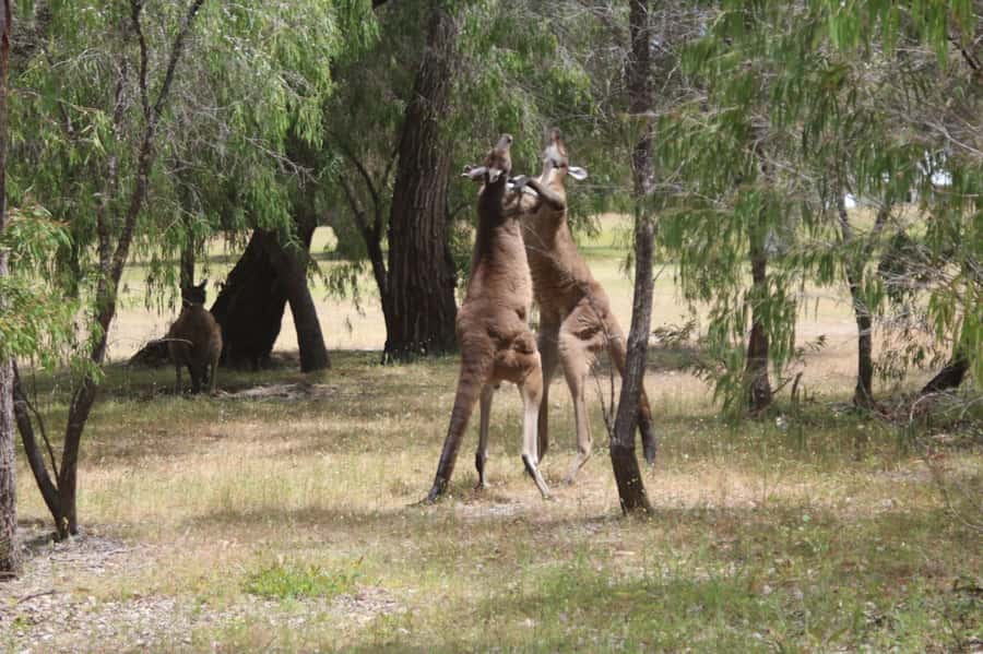 From Busselton: Half-Day Coastal and Wildlife Eco Tour - Key things that make this tour worth your morning