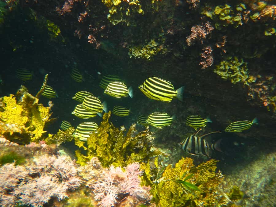 From Busselton: Half-Day Coastal and Wildlife Eco Tour - Meelup Regional Park: woodland time for the birds and reptiles