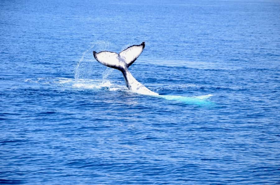 From Busselton: Half-Day Coastal and Wildlife Eco Tour - Cape Naturaliste limestone cliffs: viewing from below, then from above