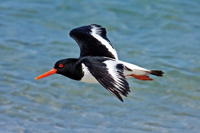 From Faro: Ria Formosa Eco Tour guided by Marine Biologist - From Cais da Porta Nova to the lagoon: the boat ride part you’ll remember
