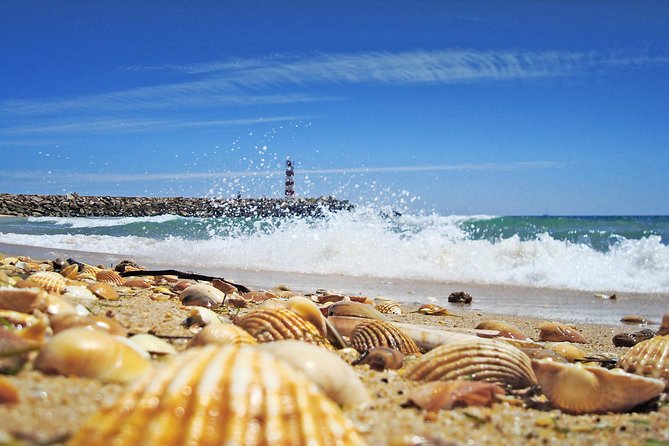 From Faro: Ria Formosa Eco Tour guided by Marine Biologist - Ilha Deserta: your free time on a place you can only reach by boat