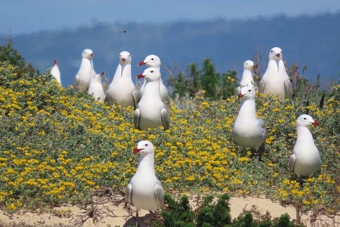 From Faro: Ria Formosa Eco Tour guided by Marine Biologist - Restaurante Estaminé stop: plan your lunch spending and keep it flexible