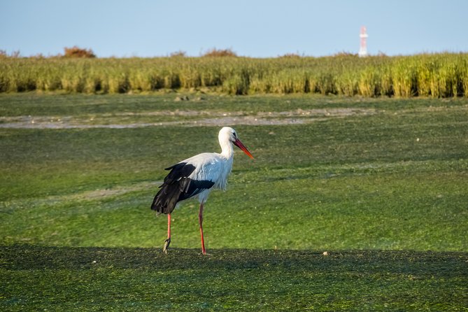 From Faro: Ria Formosa Eco Tour guided by Marine Biologist - Price and value: is $41 a fair deal for this day?