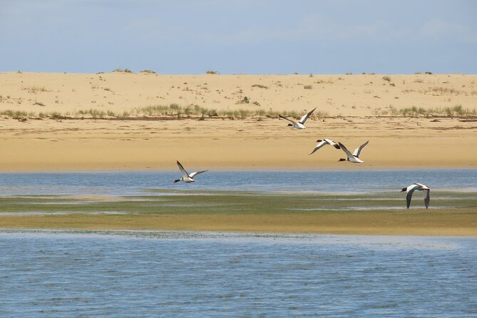 From Faro: Ria Formosa Eco Tour guided by Marine Biologist - Should you book this Ria Formosa eco tour from Faro?