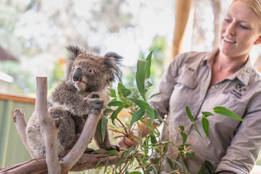 From Melbourne: Phillip Island Penguin Parade Eco Tour - Key reasons this tour works