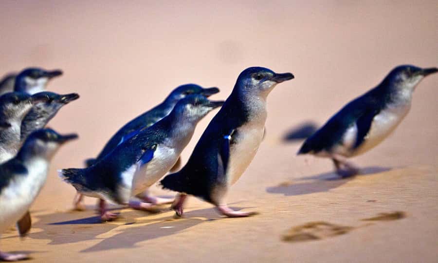From Melbourne: Phillip Island Penguin Parade Eco Tour - From Melbourne pickup to Phillip Island: pacing that respects the day