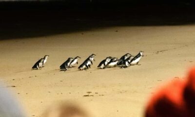 From Melbourne: Phillip Island Penguin Parade Eco Tour - Moonlit Sanctuary: where the animals feel close, not crowded