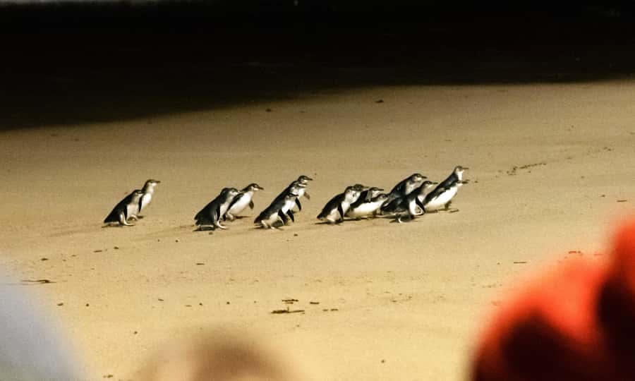 From Melbourne: Phillip Island Penguin Parade Eco Tour - Moonlit Sanctuary: where the animals feel close, not crowded