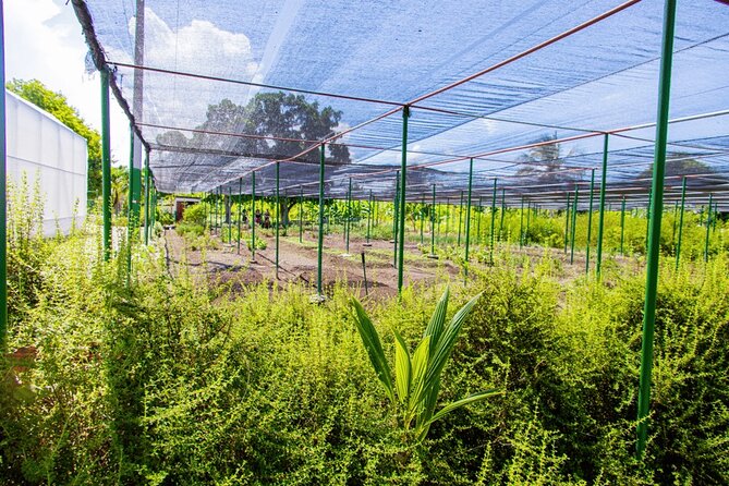 Golf Cart Eco Tour Half Day Tour - Organic Orchard and Fruit Garden Tastings: Where Flavor Becomes the Activity