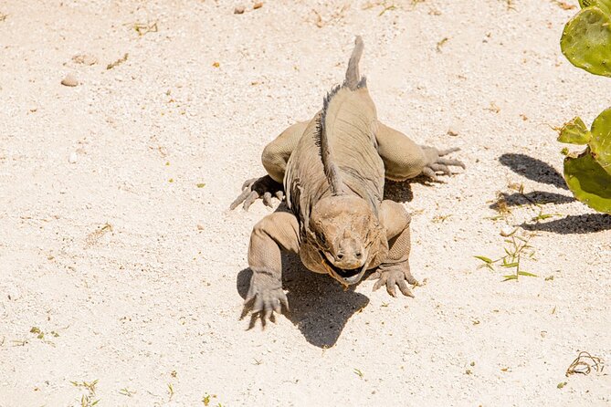 Golf Cart Eco Tour Half Day Tour - Indigenous Eyes Ecological Reserve at Grupo Puntacana: Water Eyes and Jungle Trails