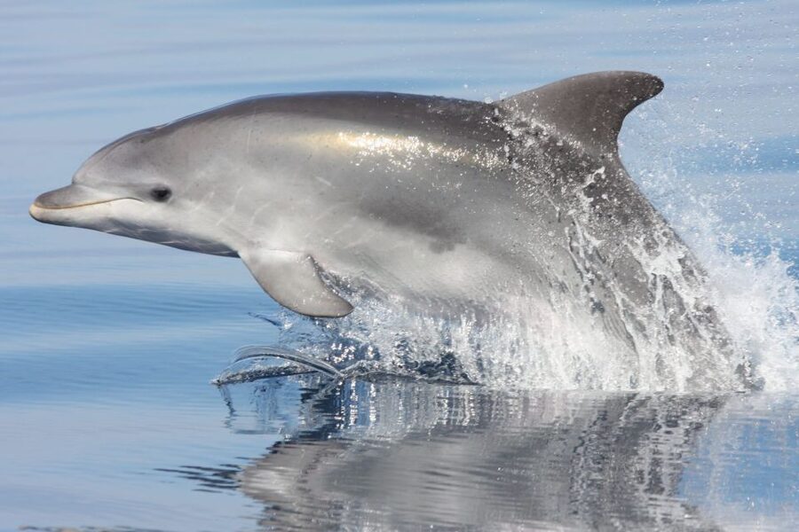 Golfo Aranci: Eco-Friendly Dolphin Watching Boat Trip - Why this Golfo Aranci dolphin trip feels built for real wildlife