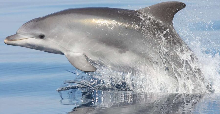 Golfo Aranci: Eco-Friendly Dolphin Watching Boat Trip - The Figarolo Island route: how the search actually works