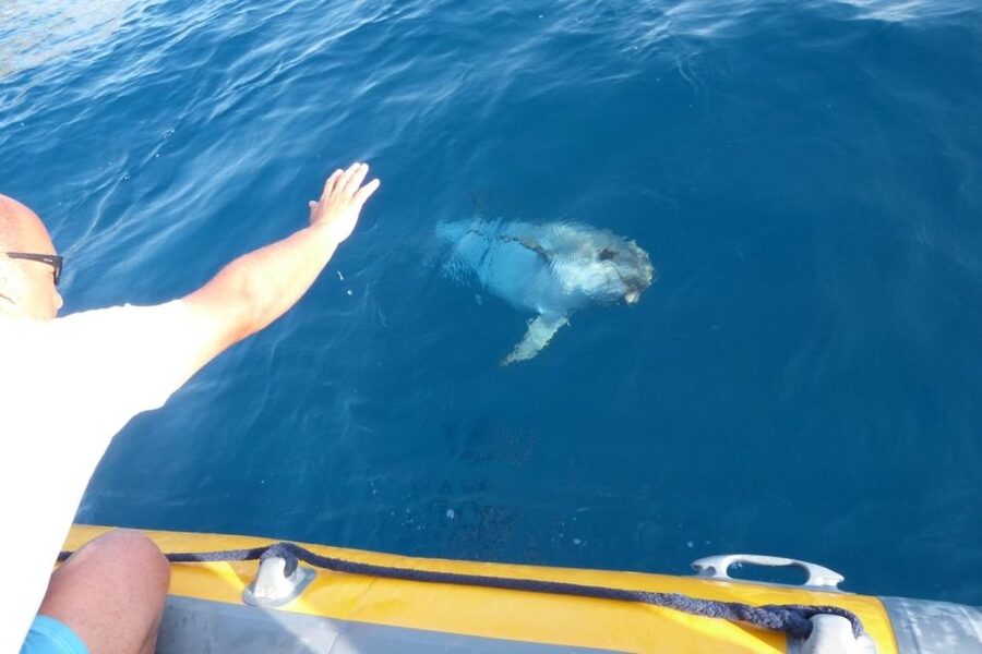 Golfo Aranci: Eco-Friendly Dolphin Watching Boat Trip - Your crew experience: guides, captains, and the pacing of the day