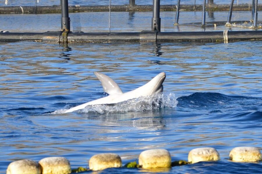 Golfo Aranci: Eco-Friendly Dolphin Watching Boat Trip - Who should book, and who should skip this zodiac dolphin trip