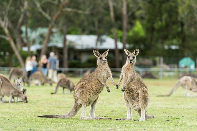 Grampians National Park Small-Group Eco Tour from Melbourne - Halls Gap lunch hour: a town break with wildlife potential