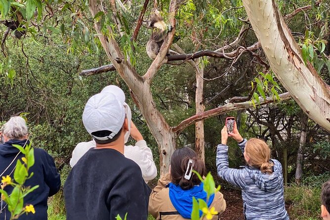 Great Ocean Road Full-Day Sunset Eco Tour from Melbourne - Loch Ard Gorge and Shipwreck Stories: Rock Formations With Real Meaning