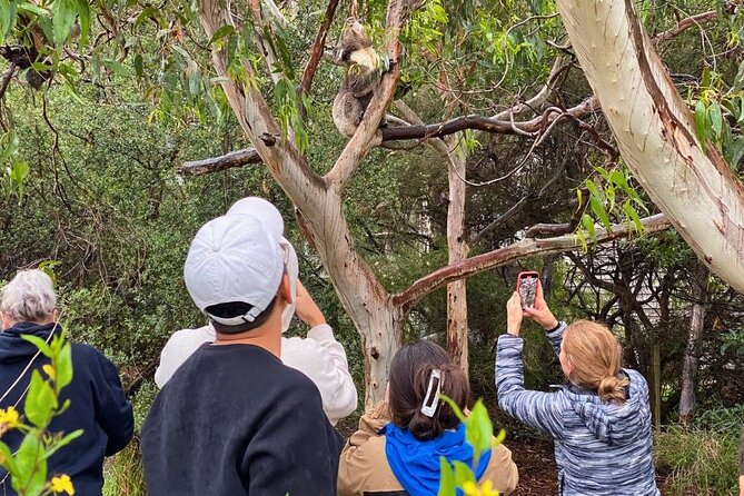Great Ocean Road Small-Group Eco Tour from Melbourne - Great Otway National Park: rainforest time that actually feels like a break