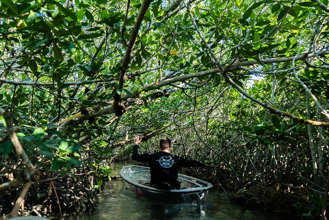 Guided Clear Kayak Eco-Tour Near Key West - Florida Keys National Marine Sanctuary Time: Mangrove Tunnels and Under-Kayak Wildlife