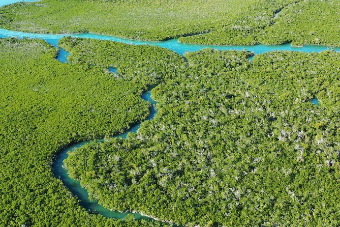 Guided Clear Kayak Eco-Tour Near Key West - The Mangroves Are the Star: Why the Clear Kayak Feels Different