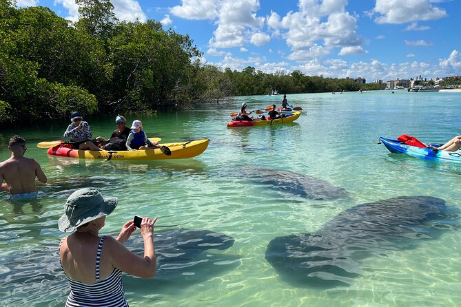 Guided Dolphin Eco Tour by Kayak & SUP - Fort Myers Beach, FL - Key Highlights You’ll Want to Know